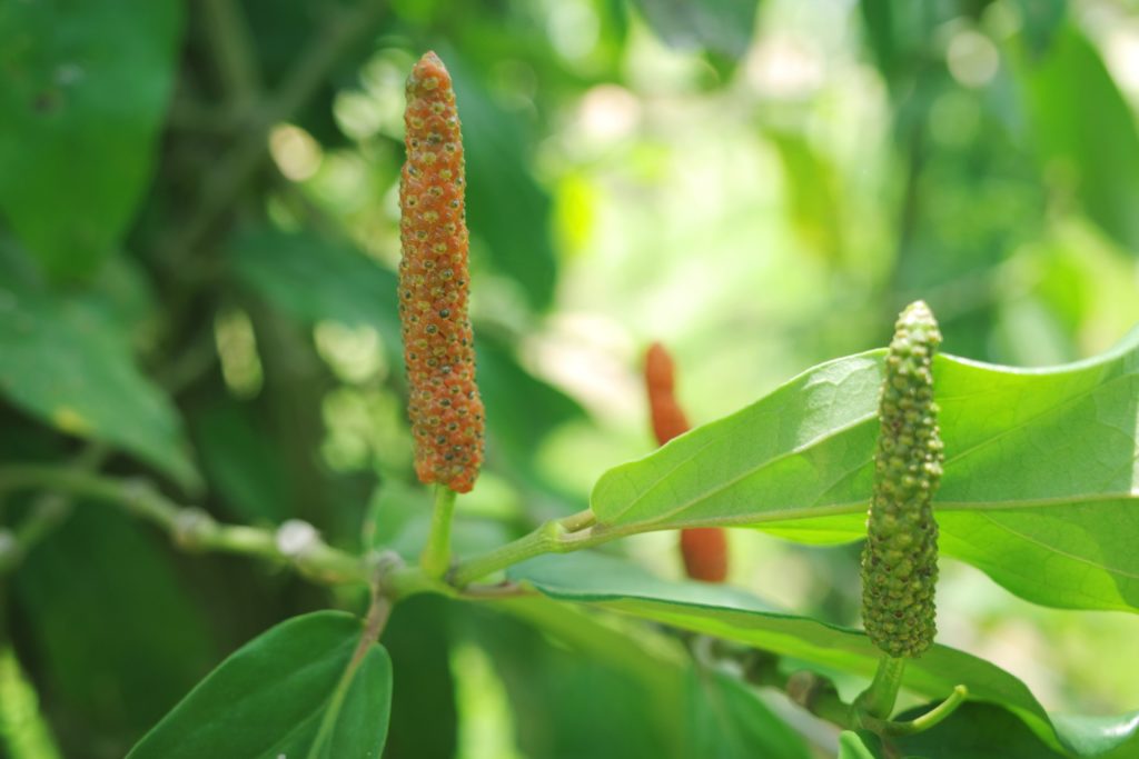 カンボジア、カンポットのロングペッパー